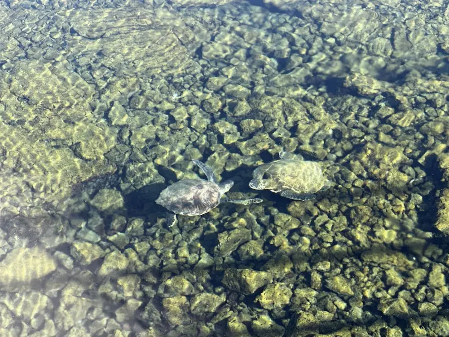 Wild Ginger Inn Hotel & Hostel