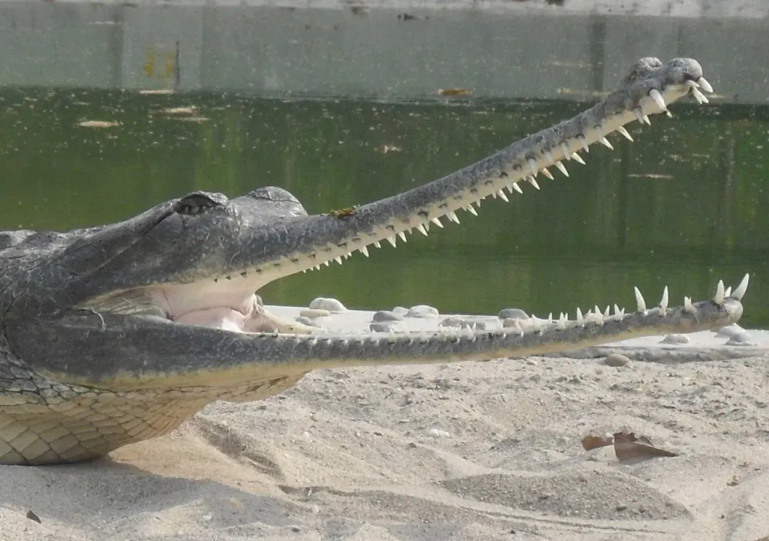 Eco Adventure Resort