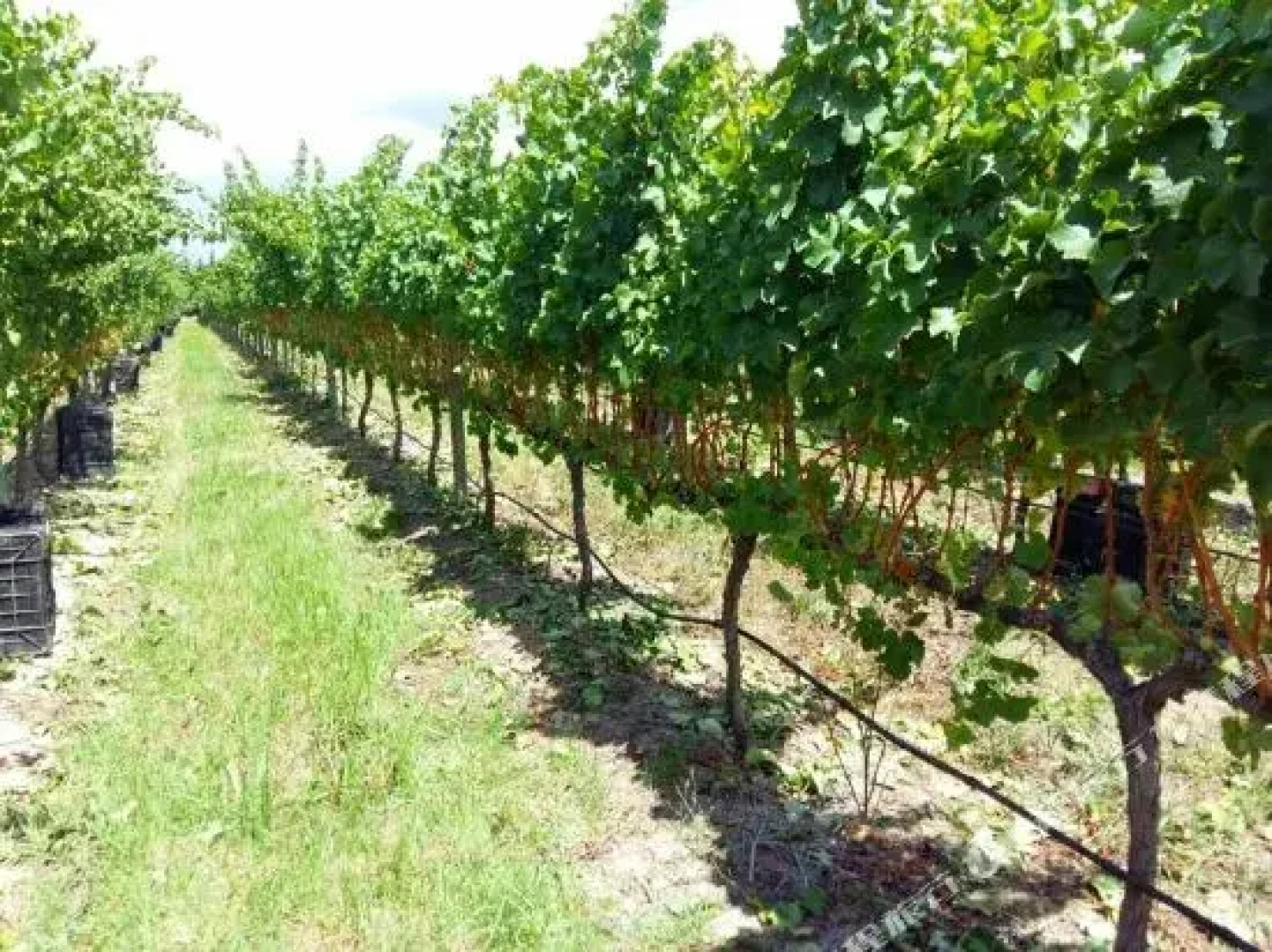 Elgin Vintners Manor House