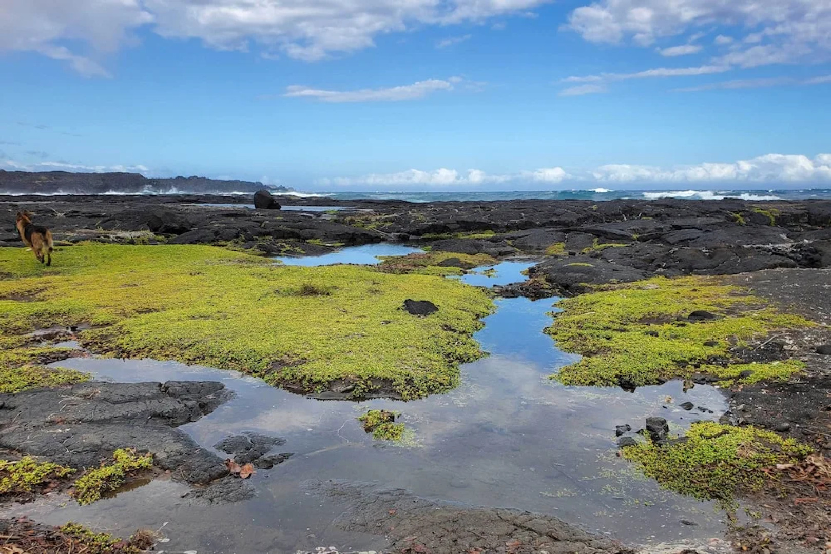 'the Aloha Green House' Retreat w/ Ocean Views!
