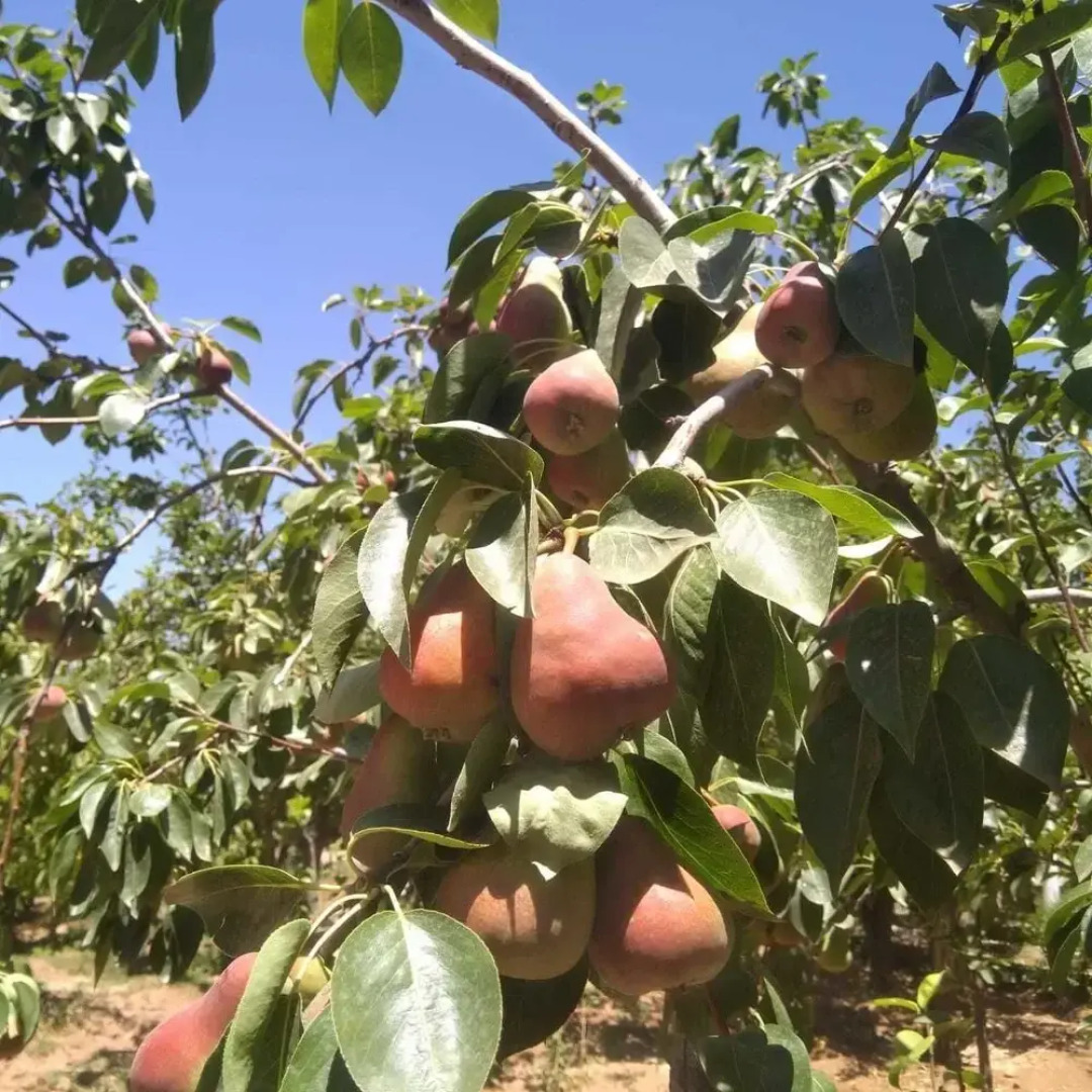 Koom A Farm And A Retreat Center