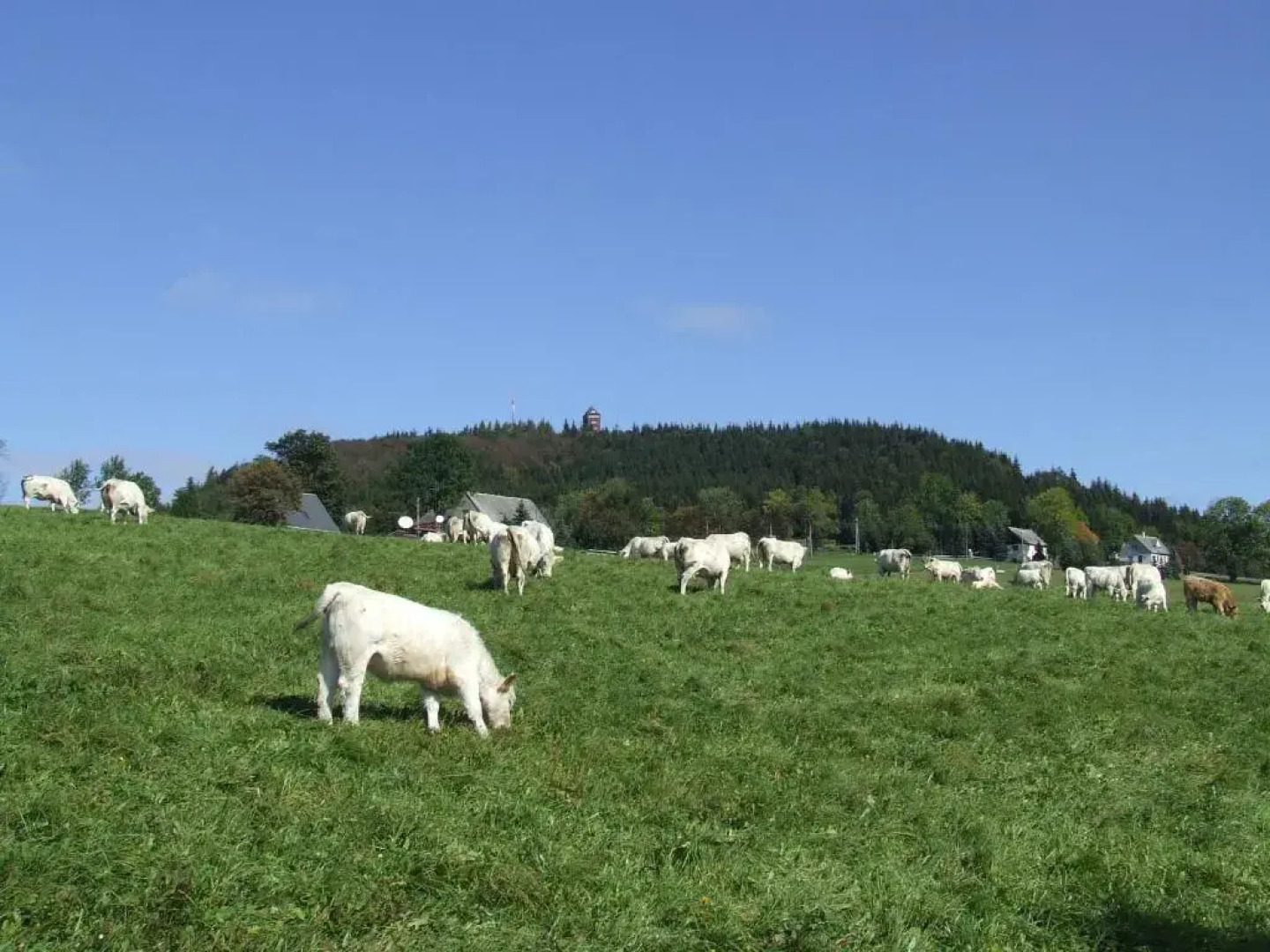 Apartment fewobaerenstein