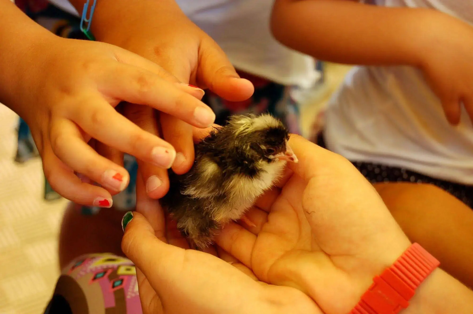 Il Giardino del sole