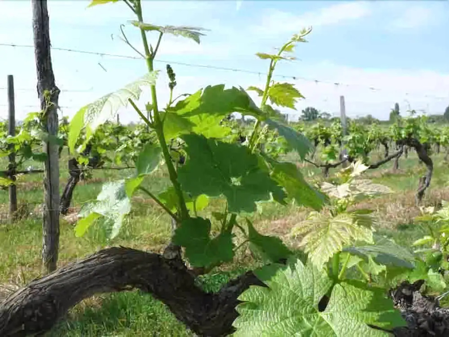 Domaine de Fonroques - Roulottes