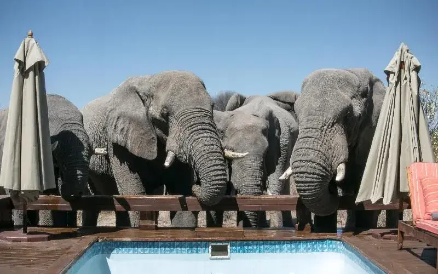 Feline Fields By Mantis