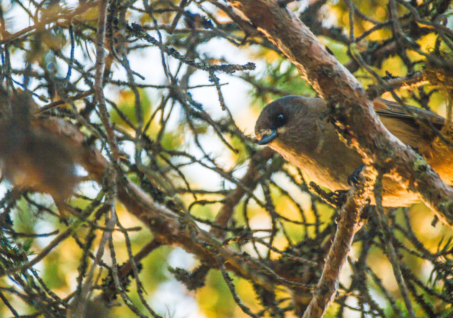 Kuukkeli Log Houses Porakka Inn
