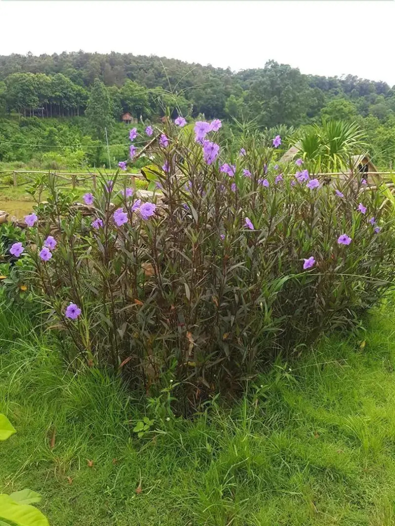 Peisanae Faikeng Resort