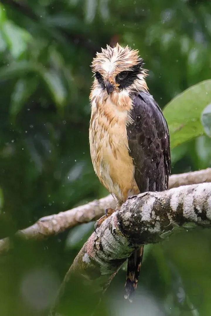 Villa Bruno - Terrace - Jungle - Birdwatching