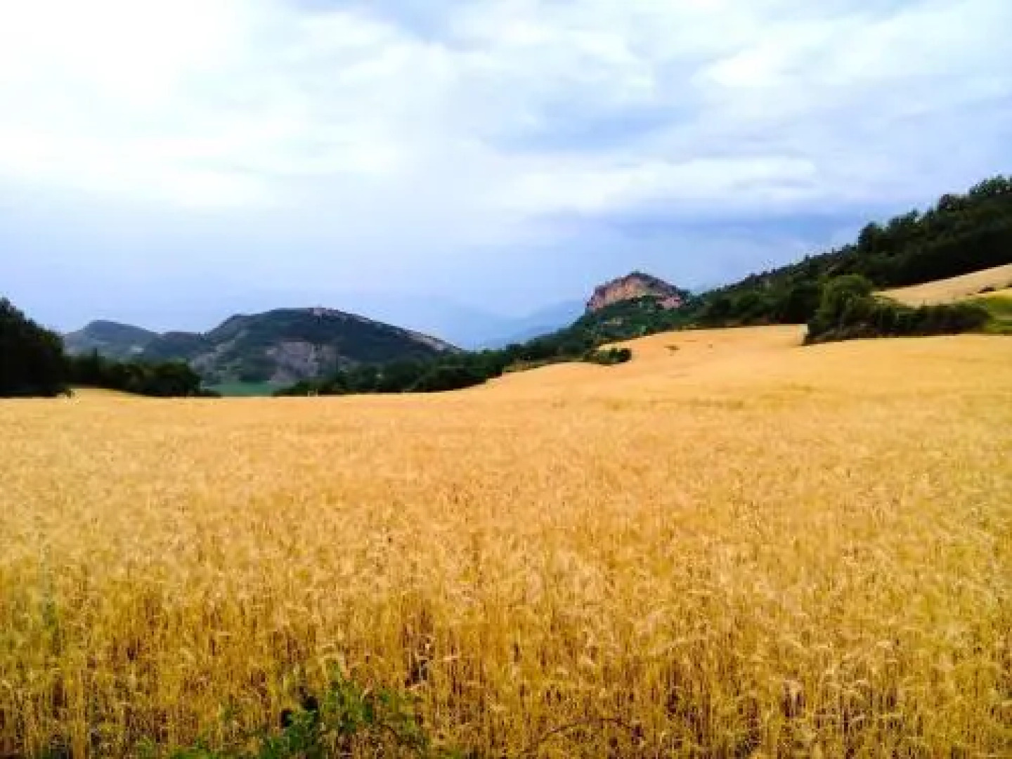 Cal Joan