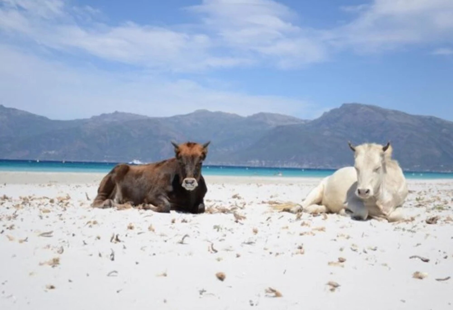 Apartment With 2 Bedrooms in Oletta, With Private Pool, Furnished Gard