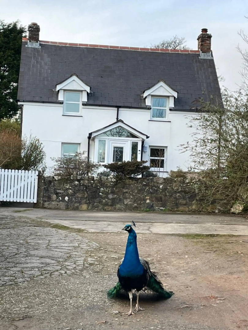 Rose Cottage Trevarren Saint Columb Cornwall TR96PJ