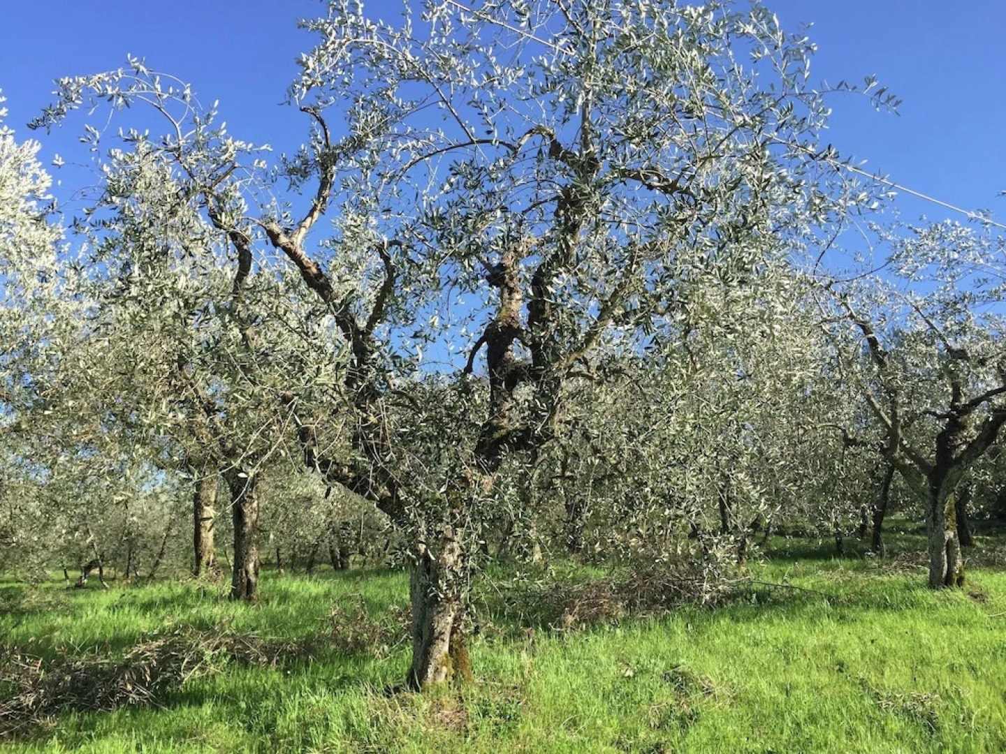 Cozy Farmhouse with Swimming Pool in Bucine