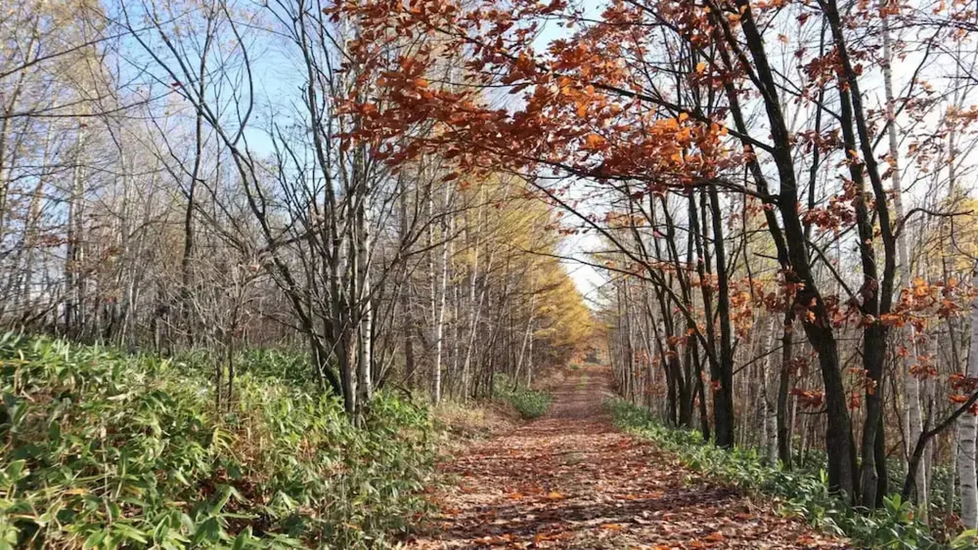 Maple Farm