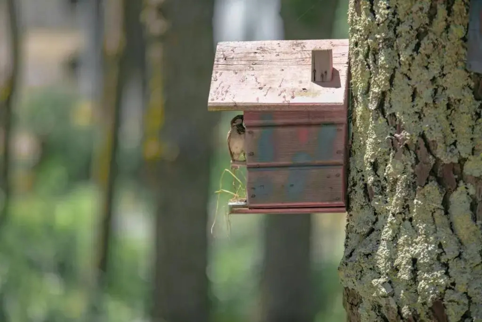 Shekvetili Big Wonder