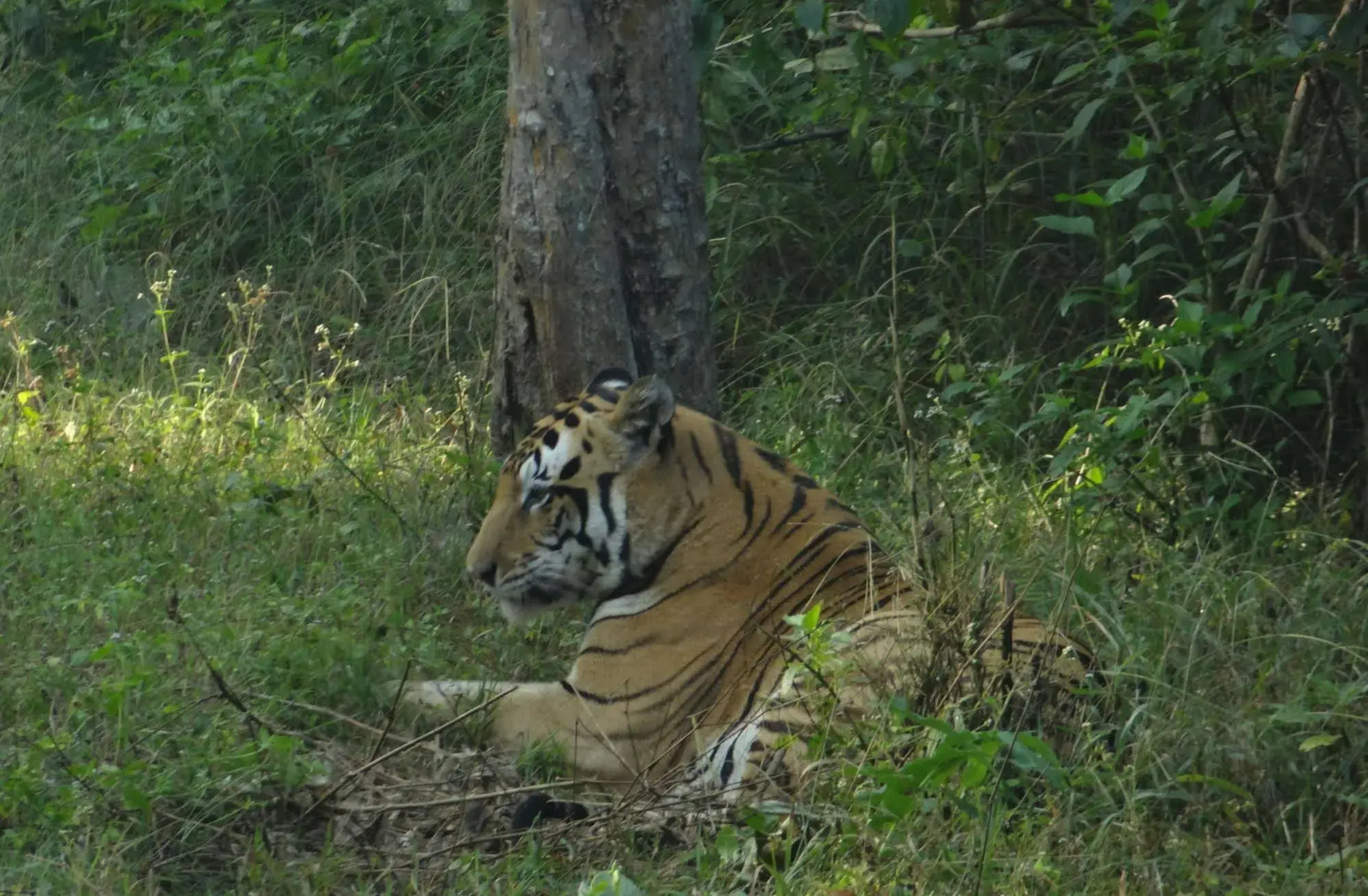 Windsor Tiger Resort