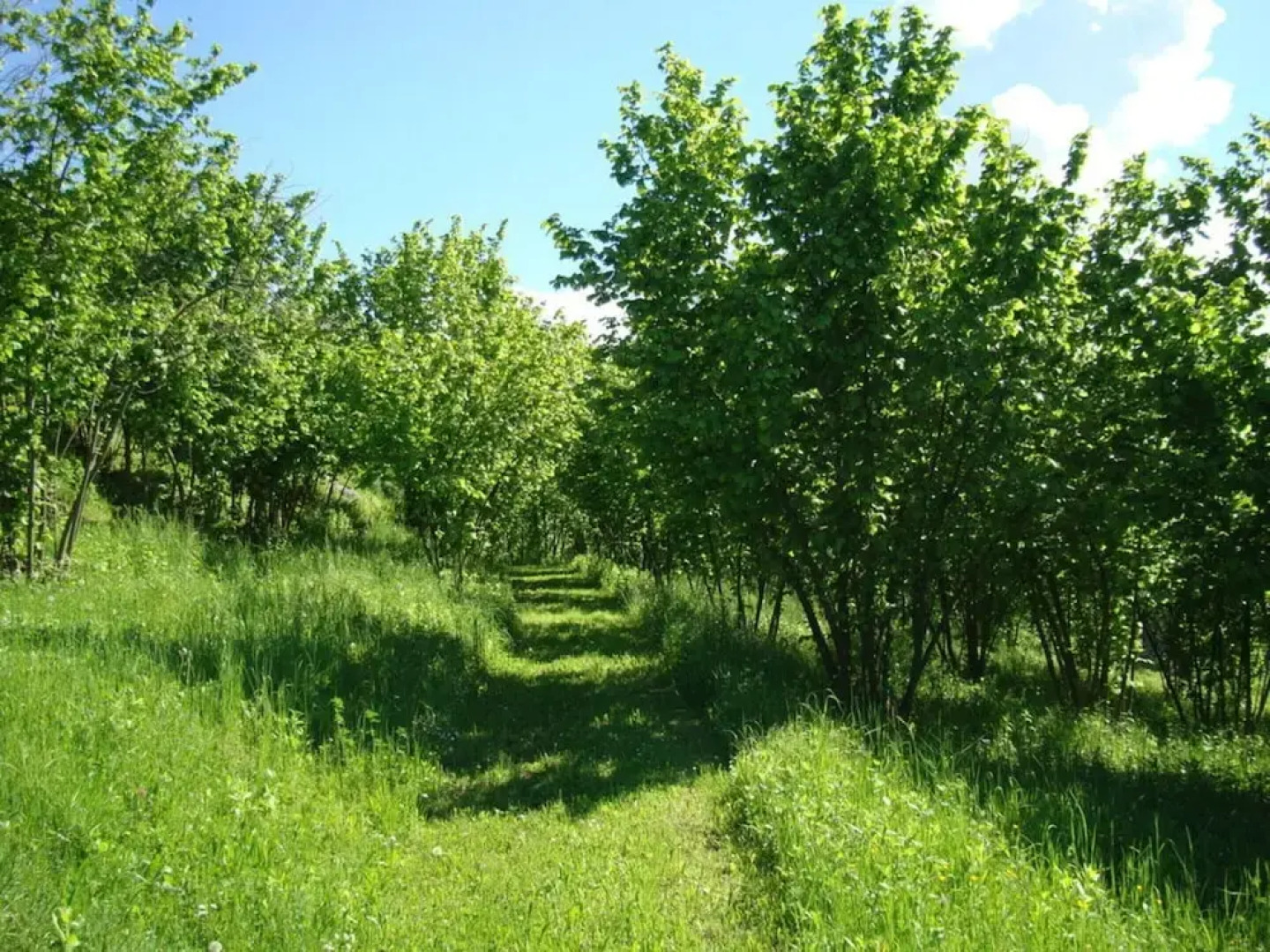 Holiday Home Cascina Lovera