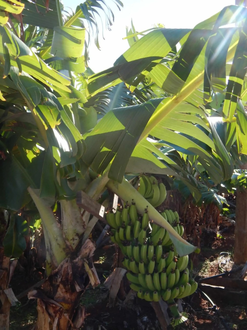 Villas Madalena Chalets vista mar cWiFi