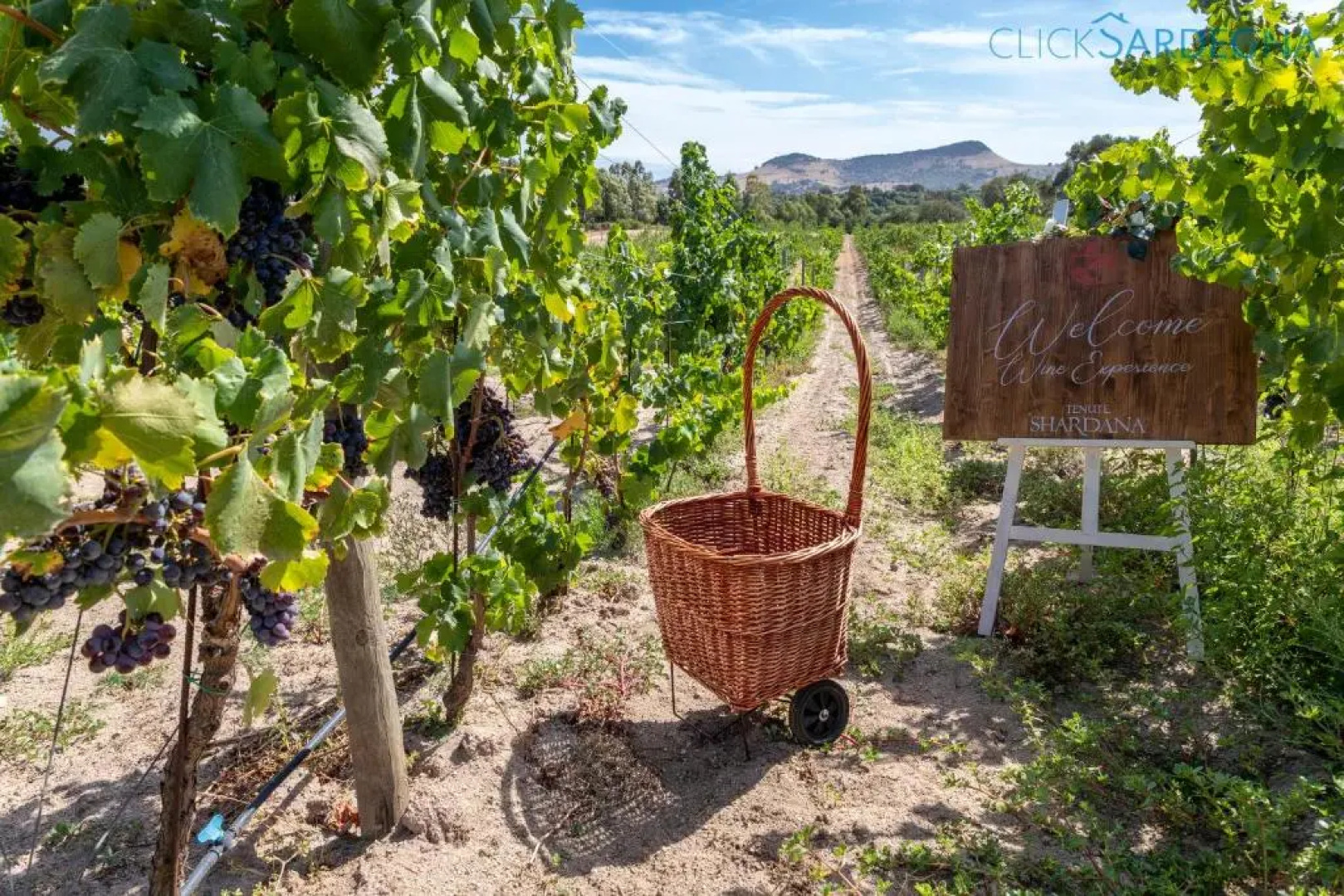 Wine Estates Shardana Luxury Cottage With Pool and Spa on Request