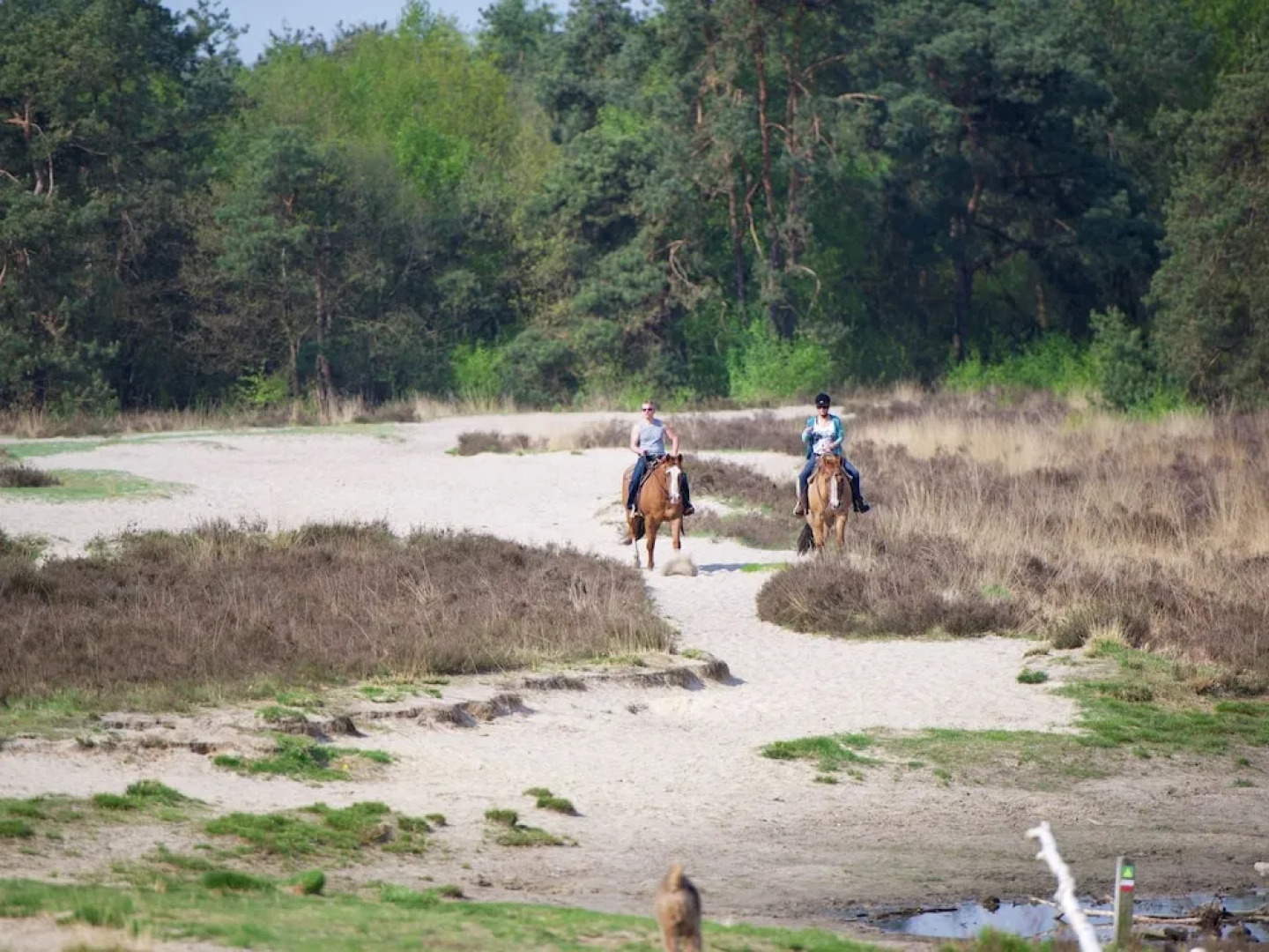 Luxury Villa in De Pier With Sauna