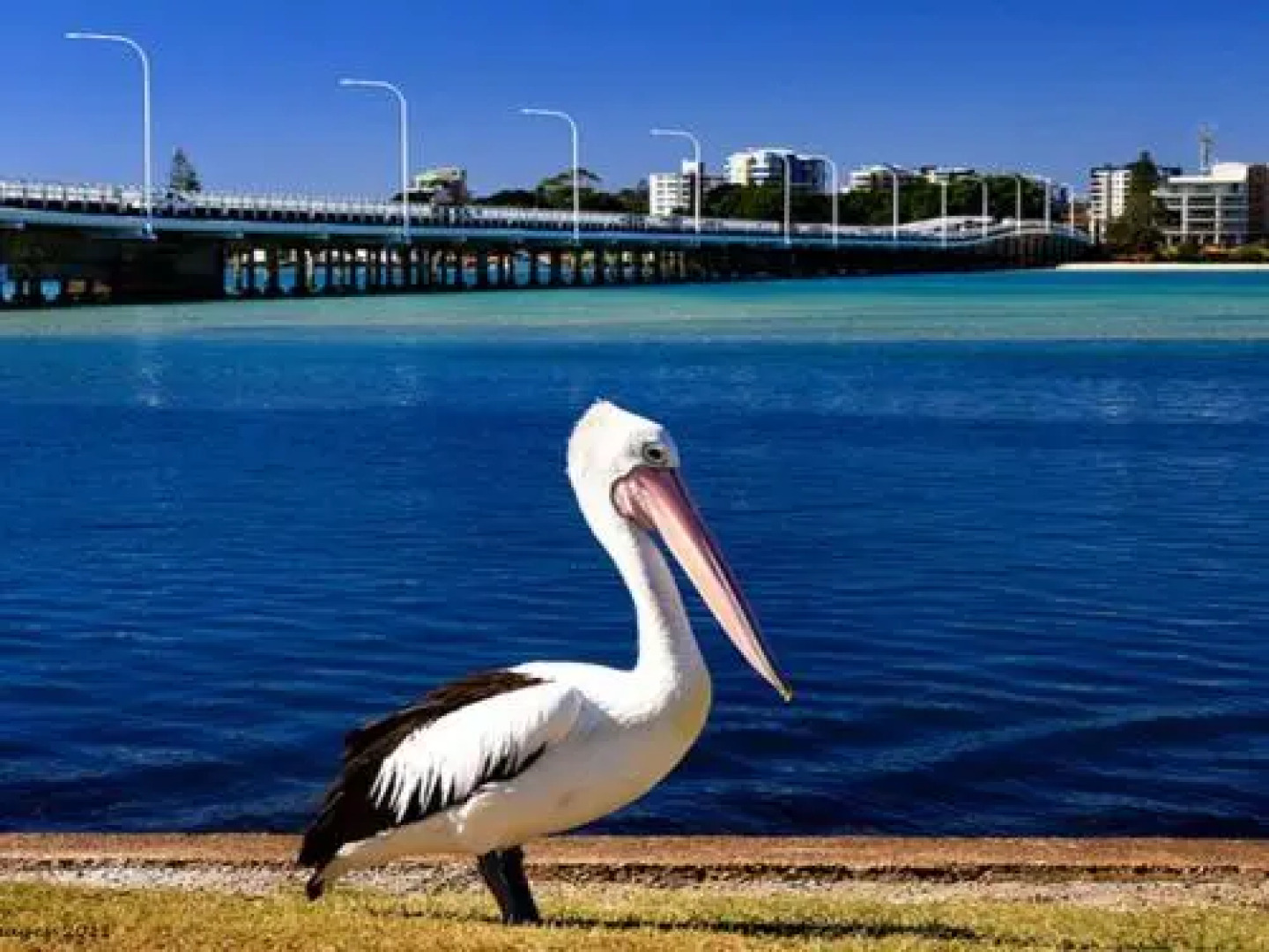 Tokelau 2 - Tuncurry Townhouse