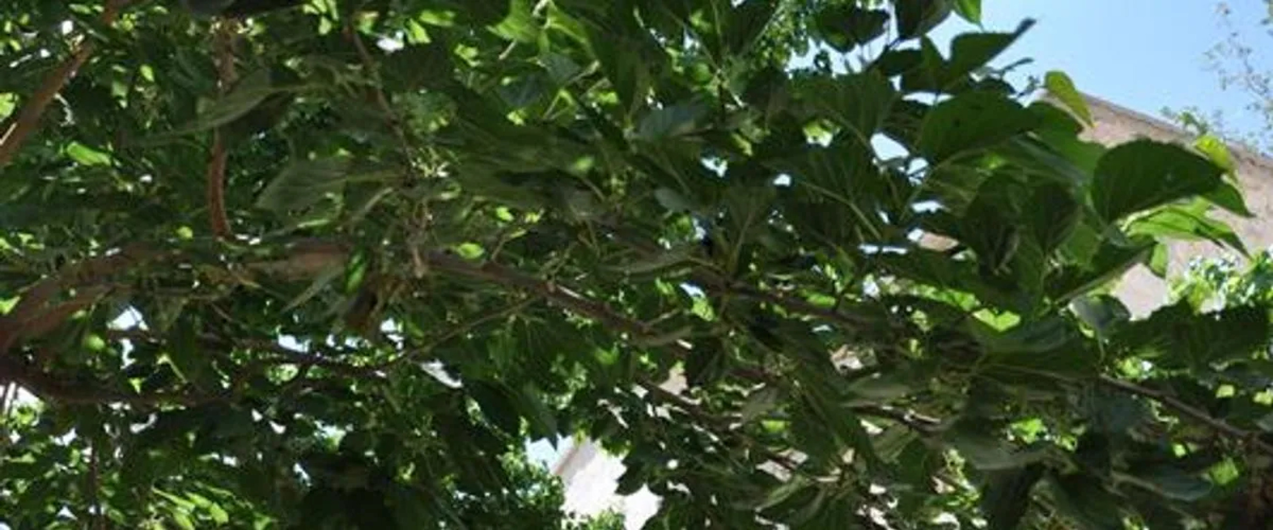 Cemil Koyu Cave House