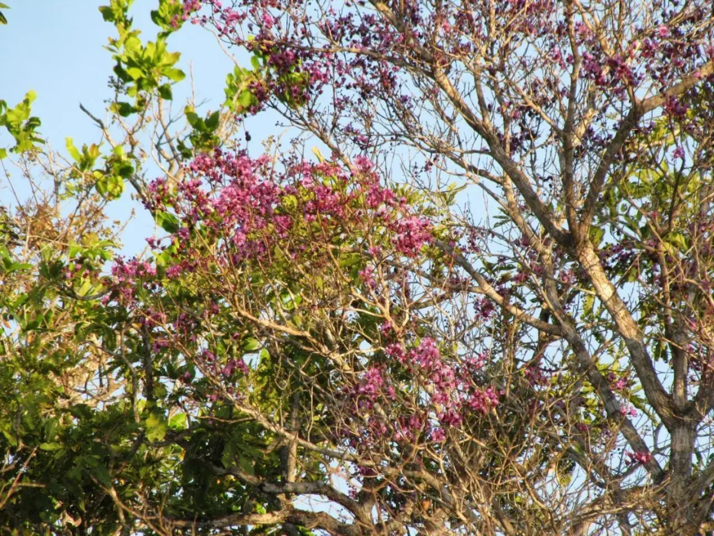 Hotel Fazenda Arara Azul