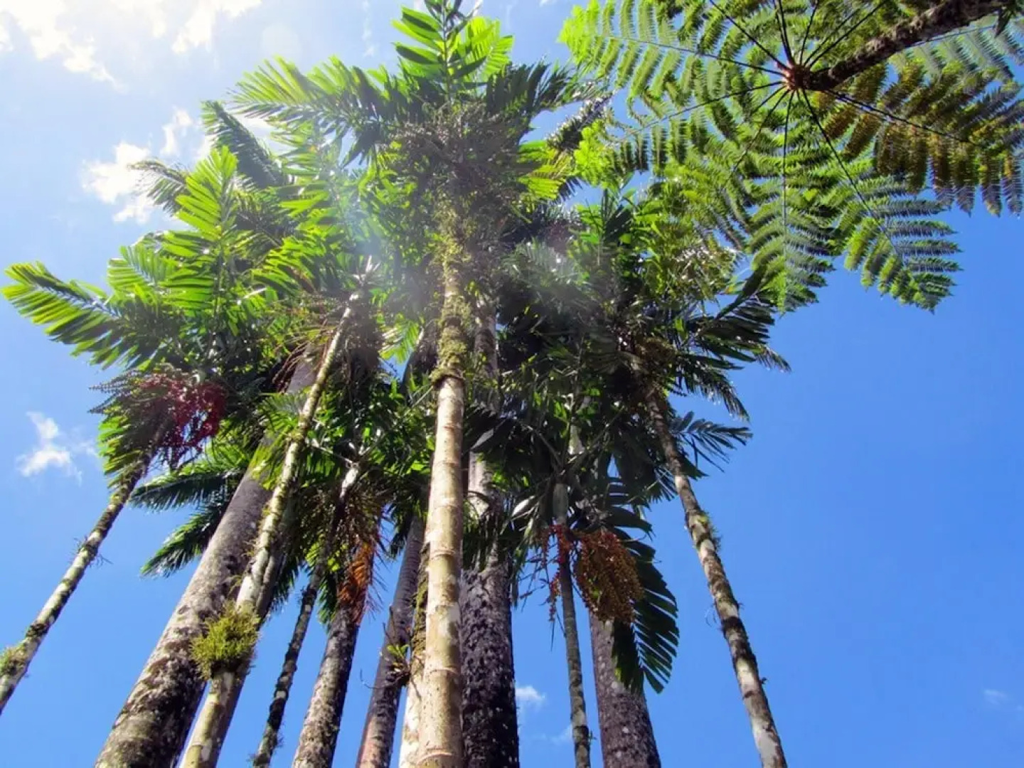 Studio in Fort-de-france, With Furnished Terrace and Wifi - 4 km From