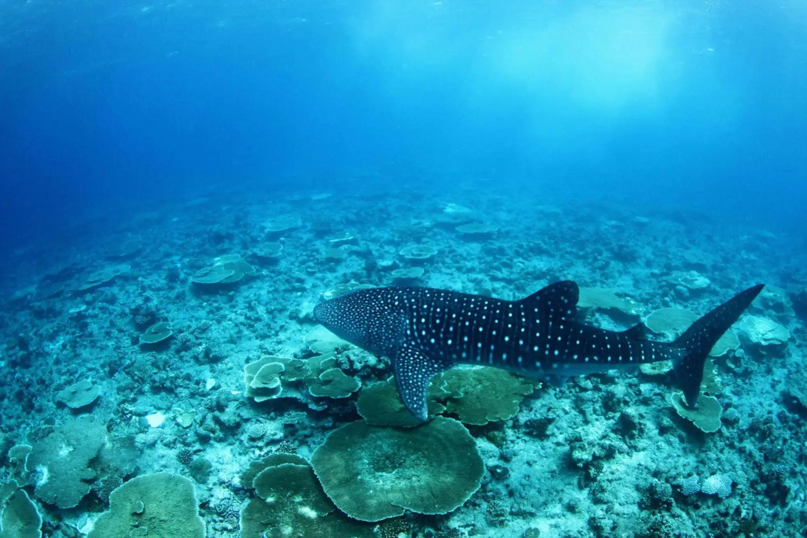 Whale Shark Inn Maldives