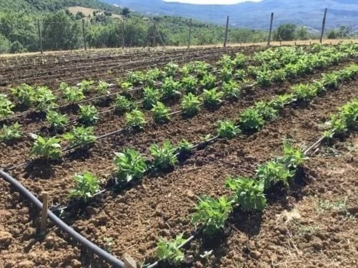 Bioagriturismo Sant'Elia