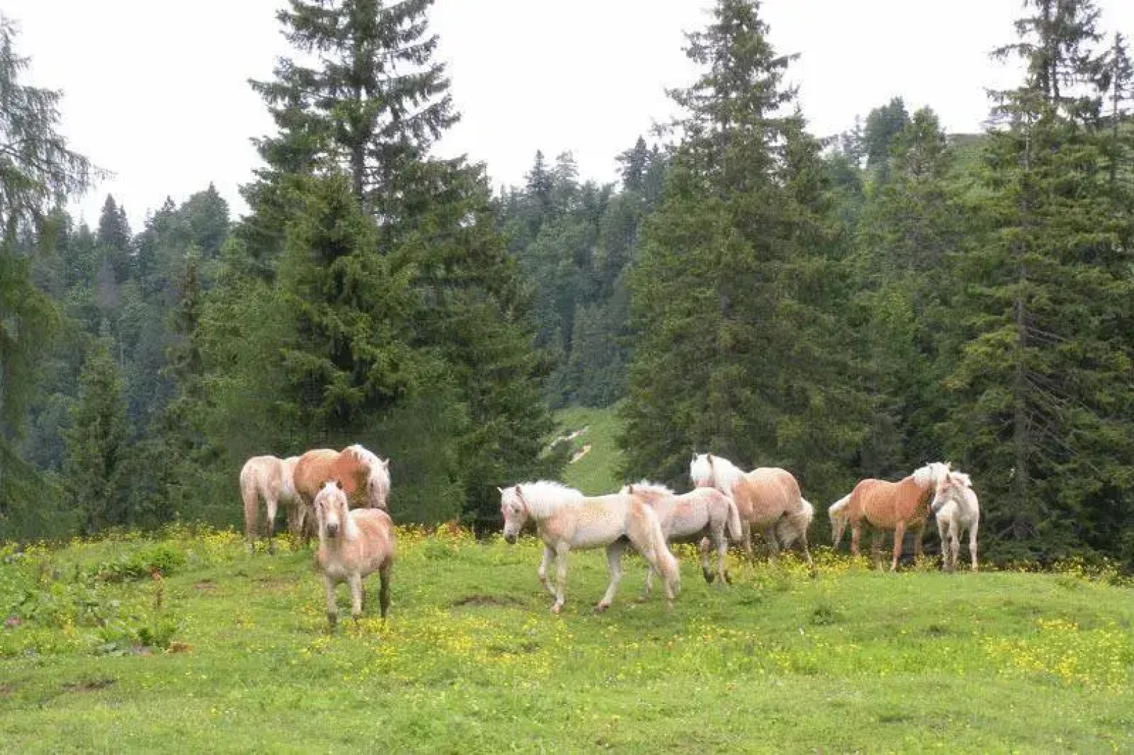 Ferienhaus Lämmerhof