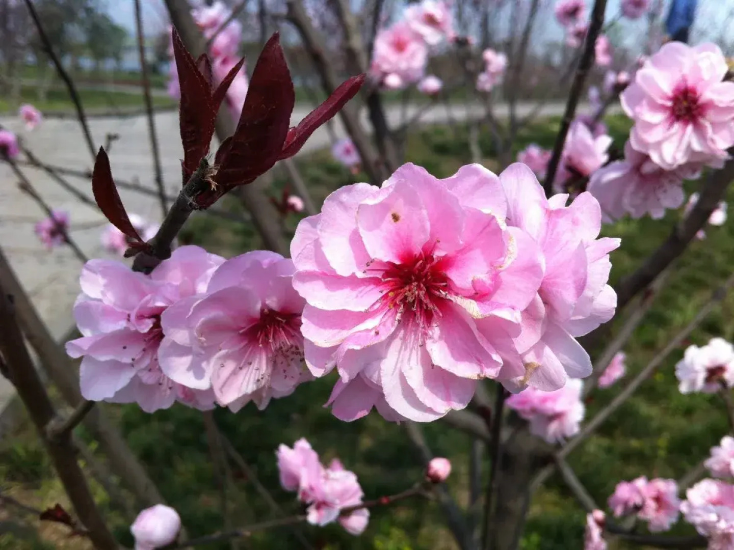 Mount Emei Happy Hotel