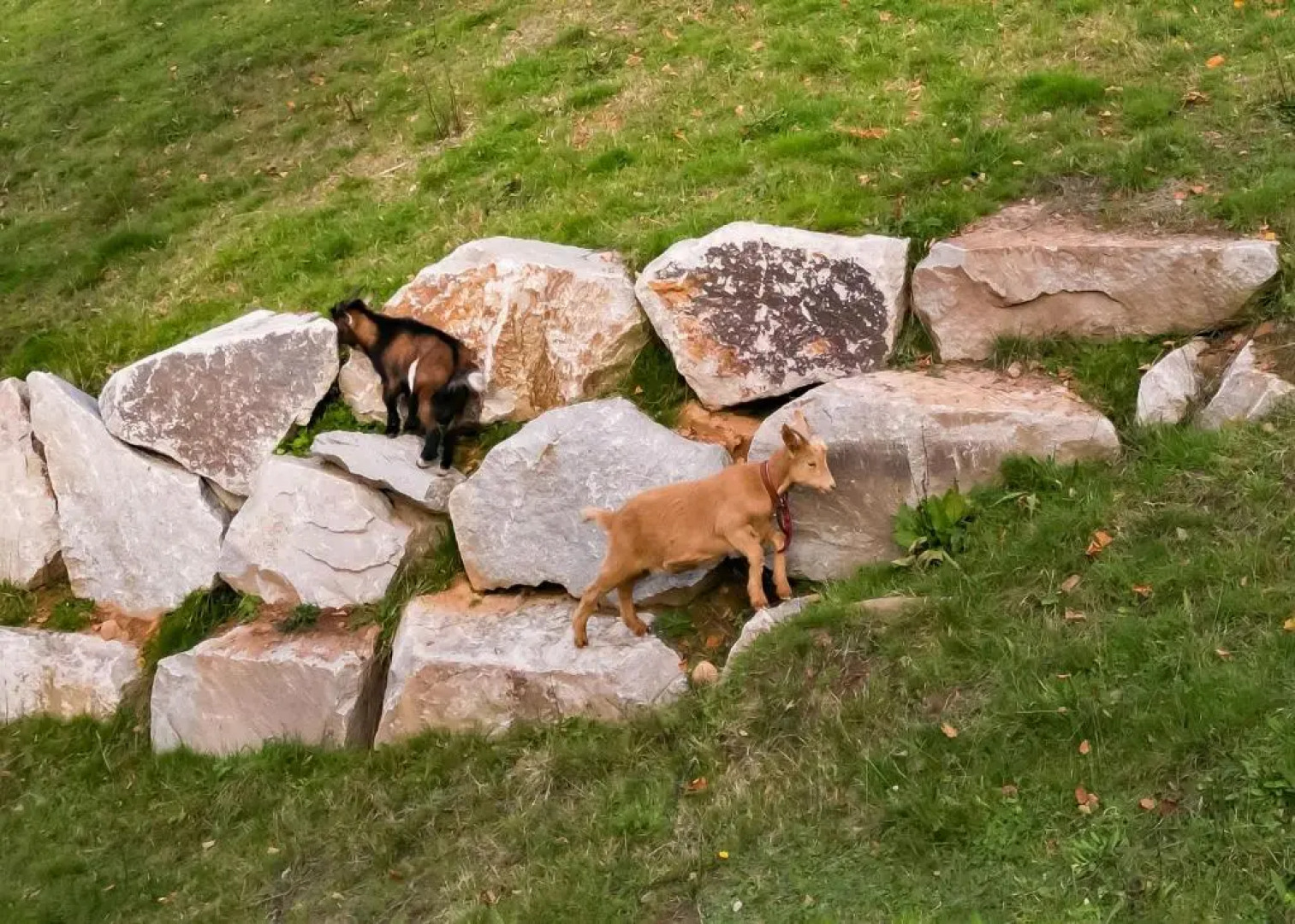 Berggasthaus Braunbergstüble