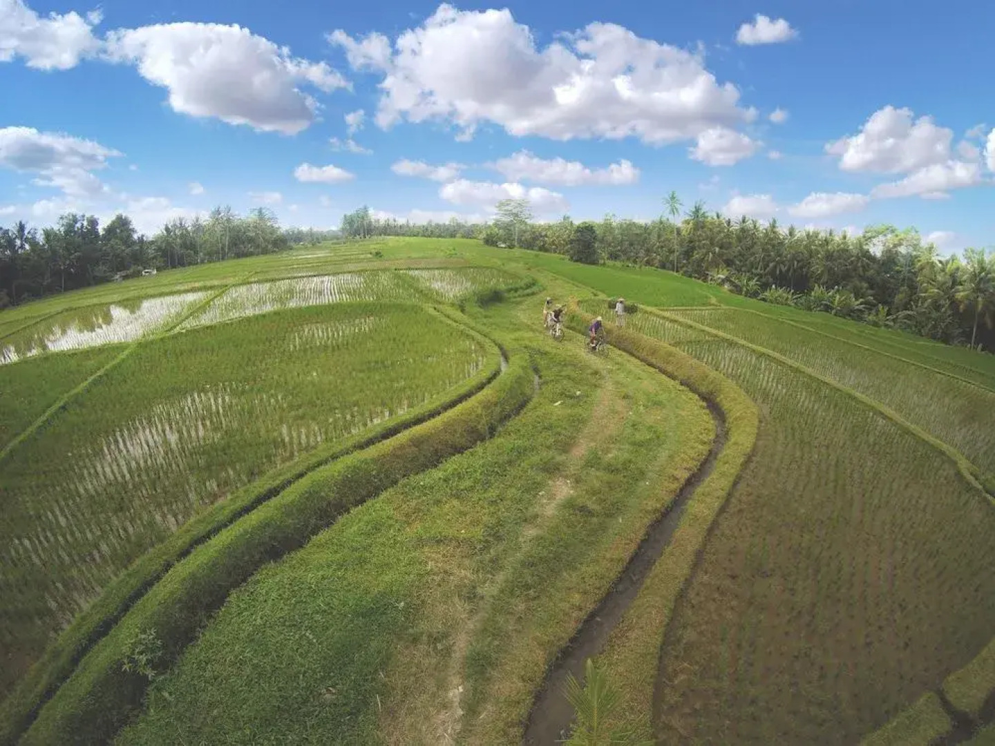 Dedary Kriyamaha Ubud