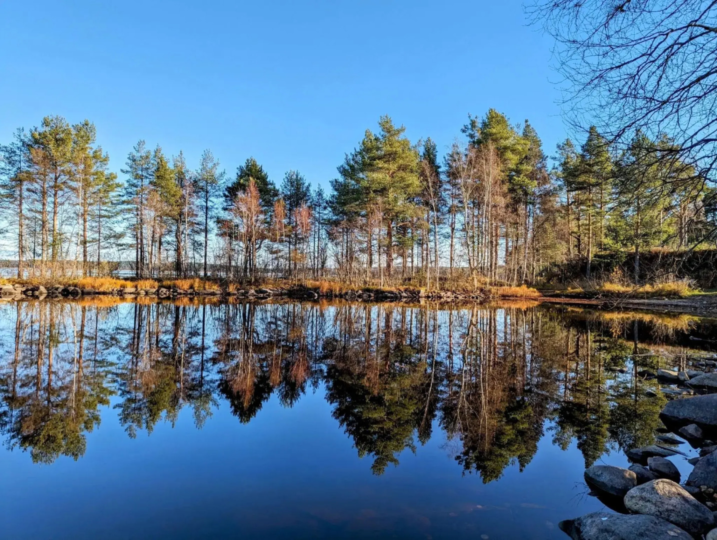 Медвежья лапа