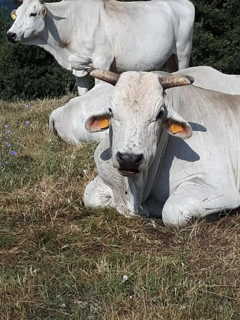 San Costanzo Appartamenti Vacanze