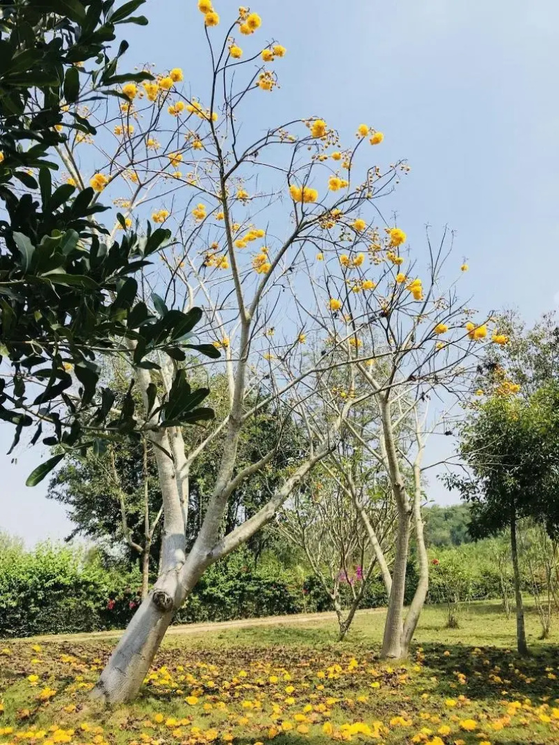 Suan Phueng Pa Wai Resort