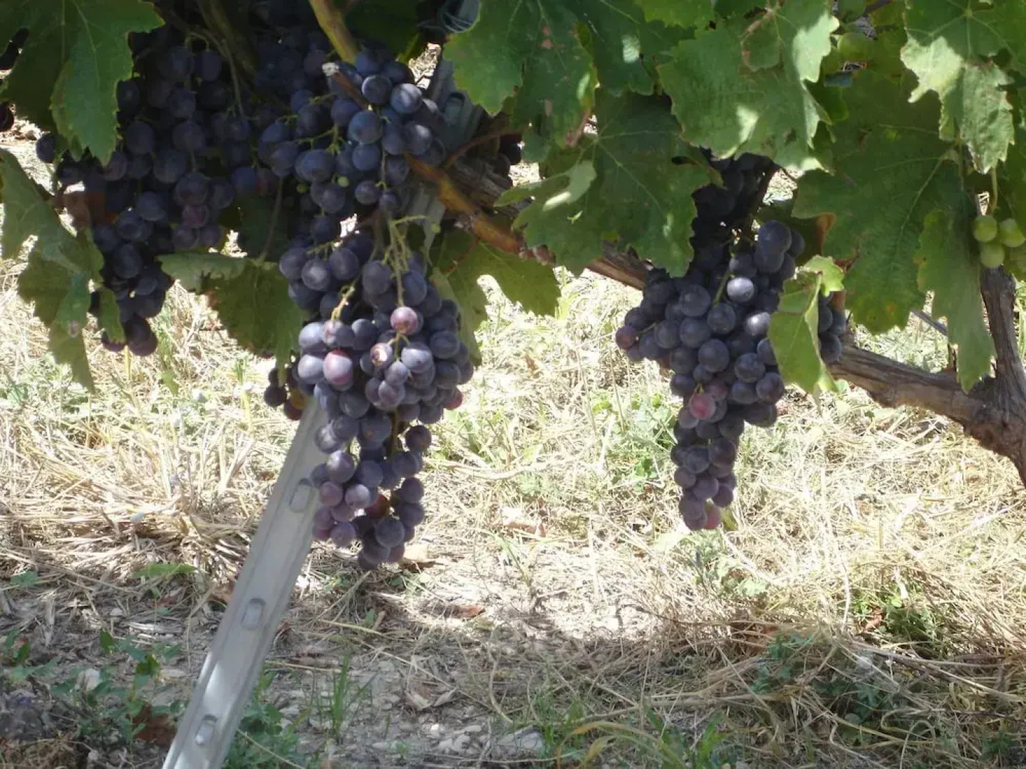 Stylish Villa With Heated Swimming Pool Close to the Lovely L'isle-sur-la-sorgue