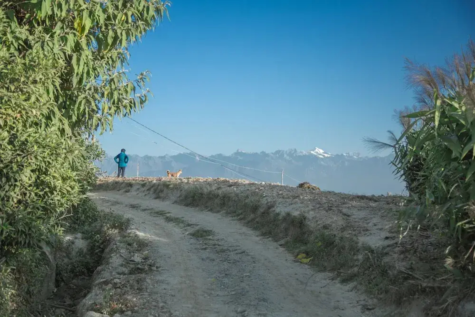 The Lapsi Tree