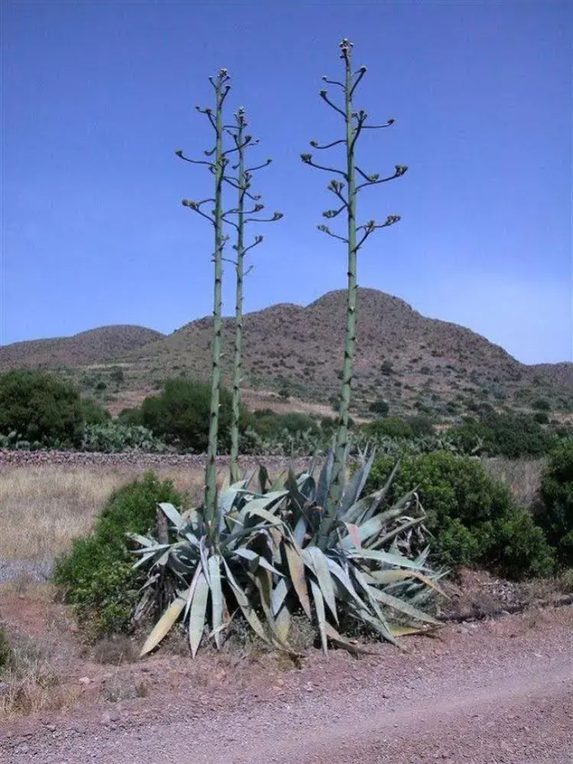 Casa Rural La Minilla