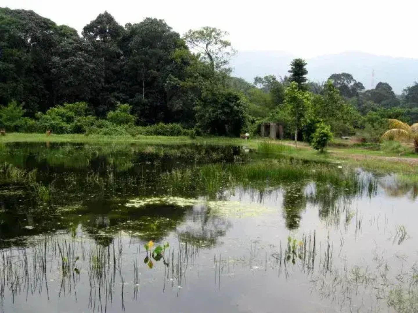 Homestay Laman Bangkinang
