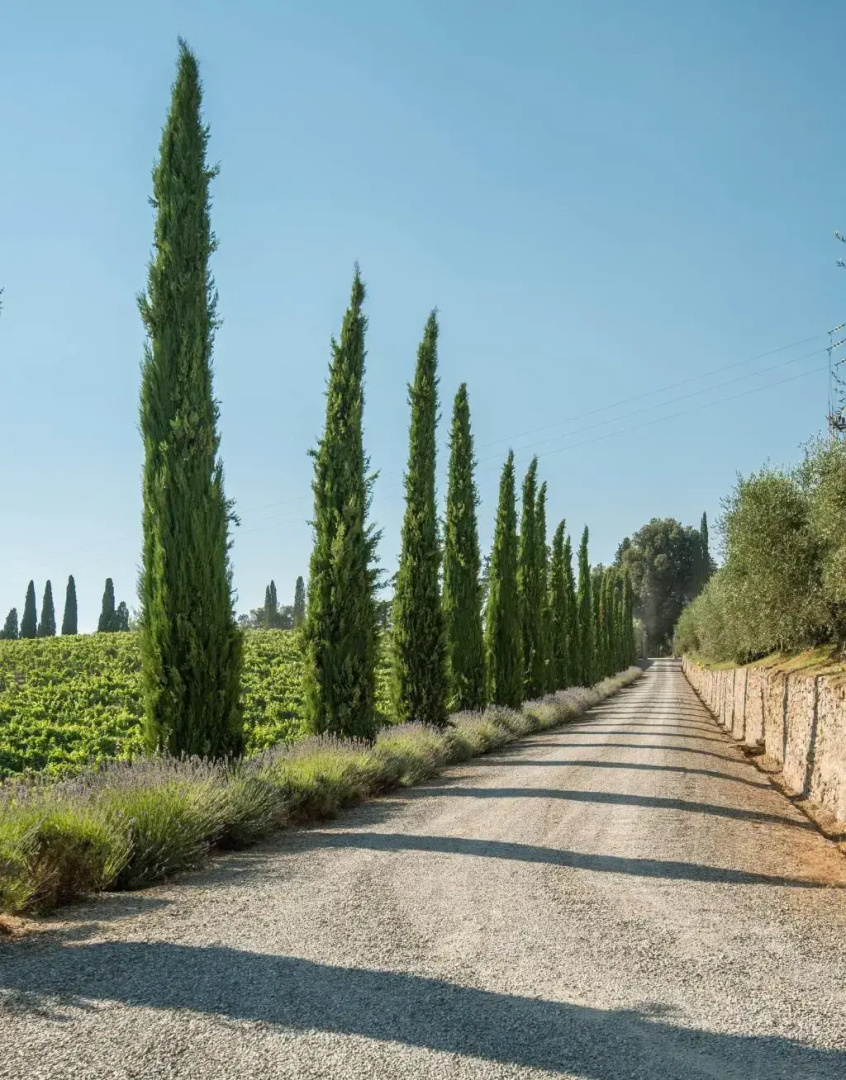Dievole Wine Resort