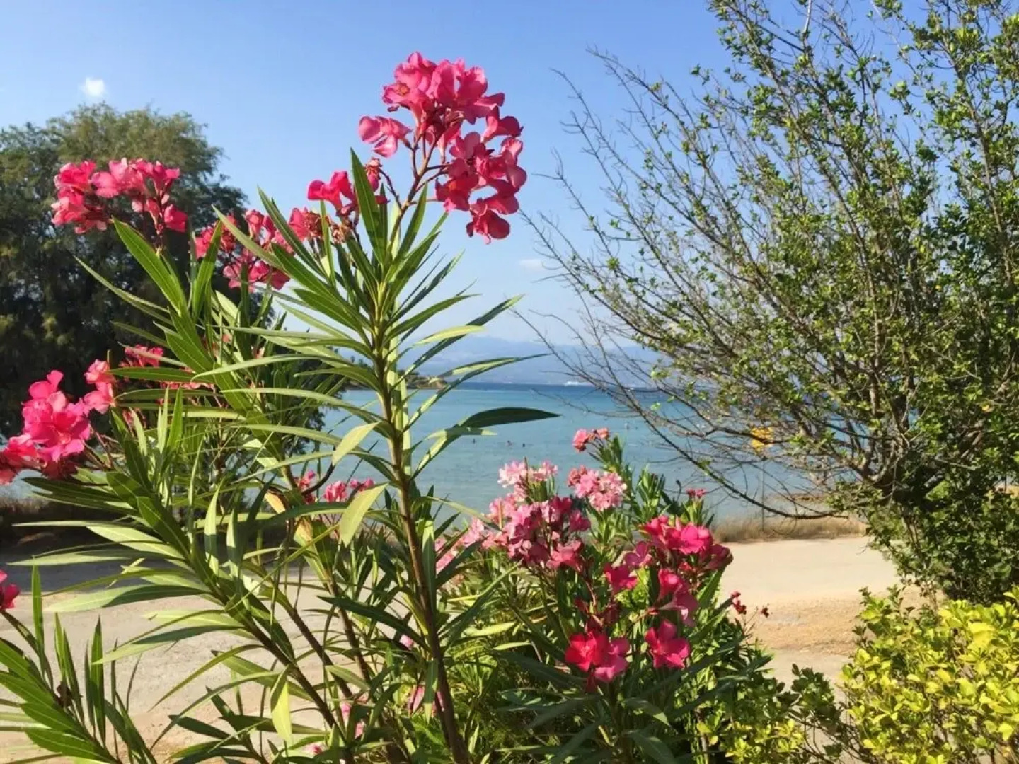 Apartment With in Drossia Chalkis With Wonderful sea View