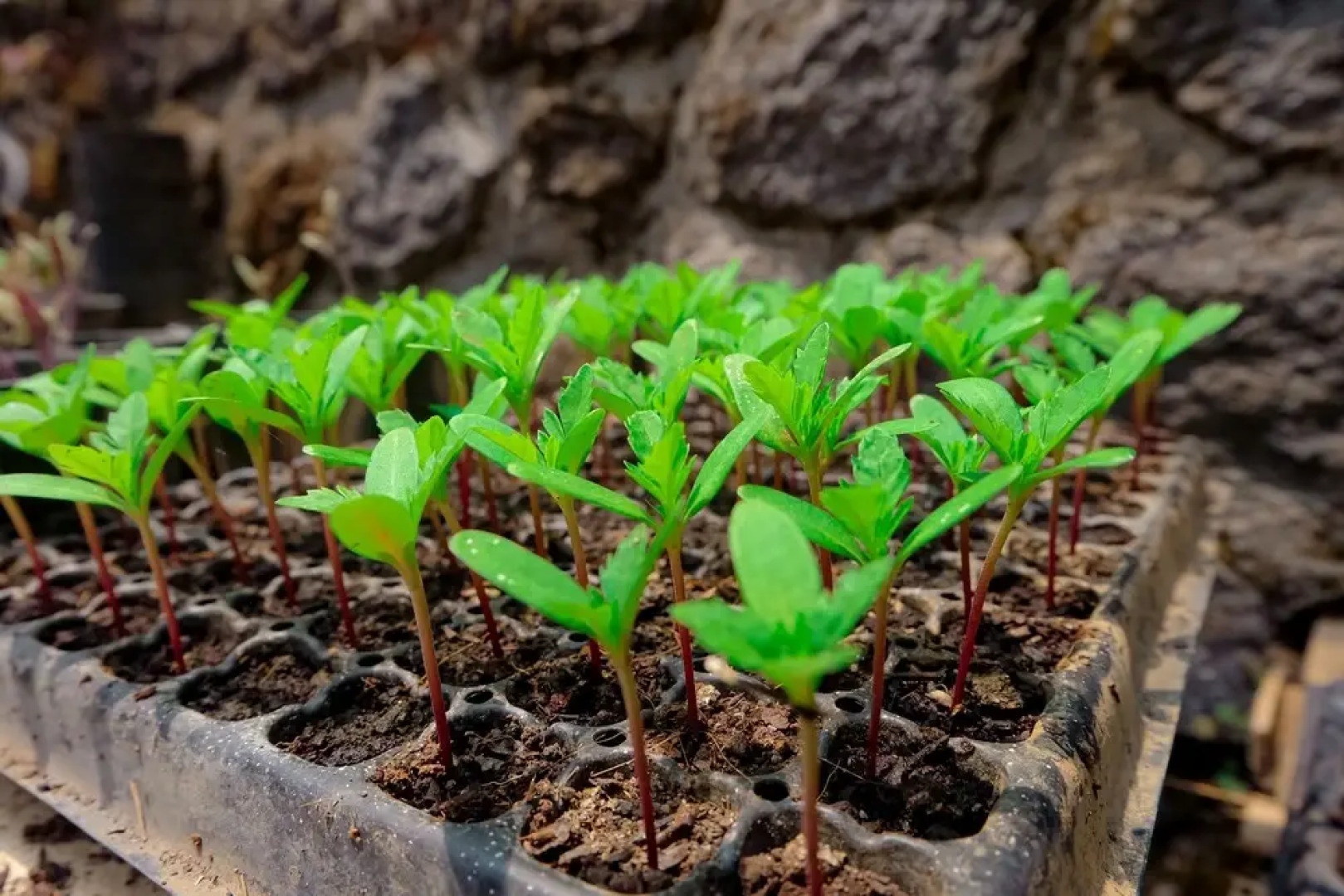 Secret Lodge Bedugul by Taritiya Collection