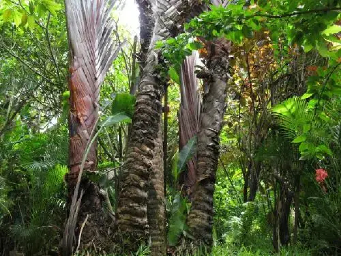 Les bungalows d'Ambonara