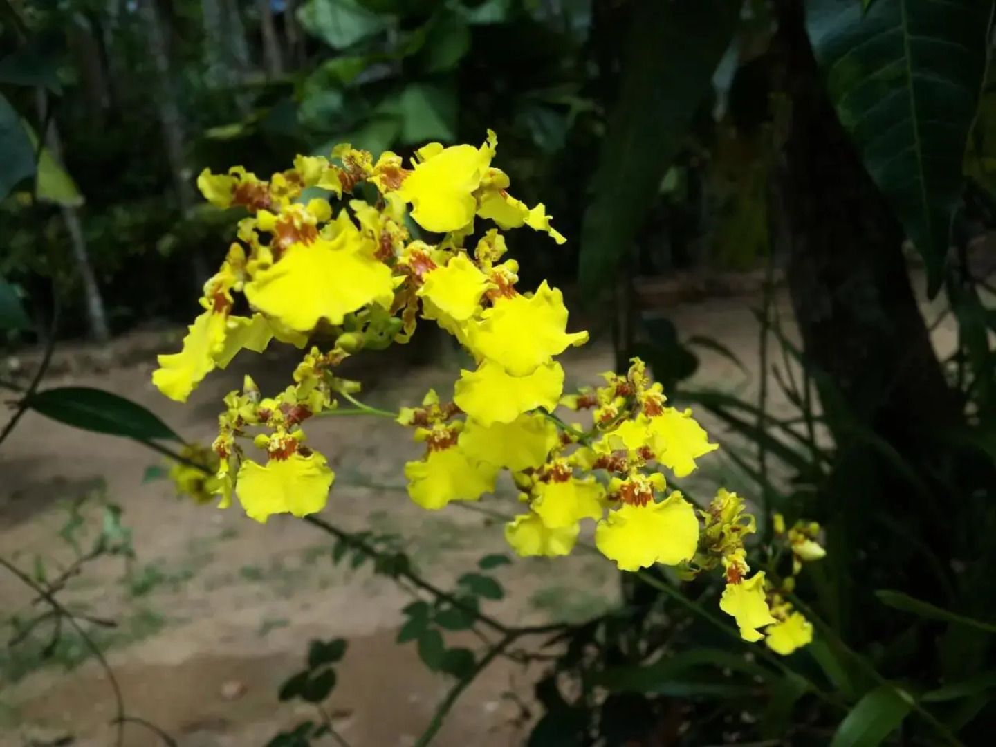 Deniyaya Guest House