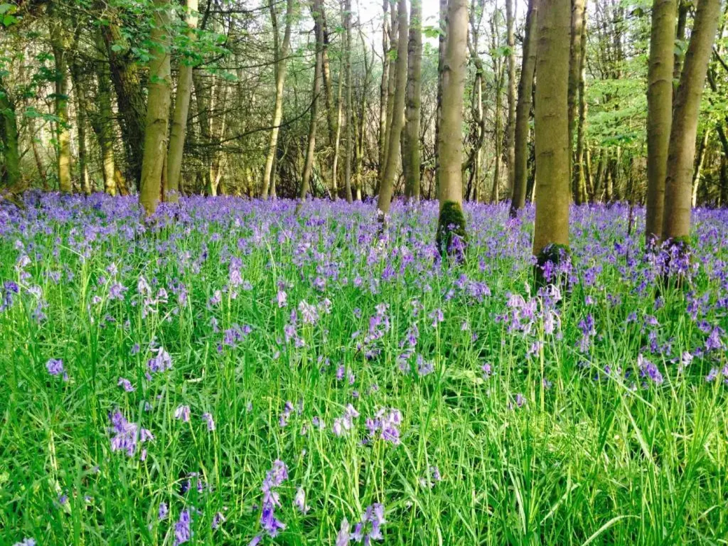 Hall Farm Bed & Breakfast