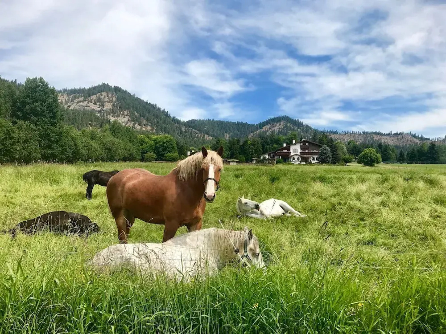 Abendblume - Adults Only