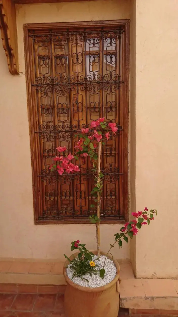 Riad jasmins & Spa