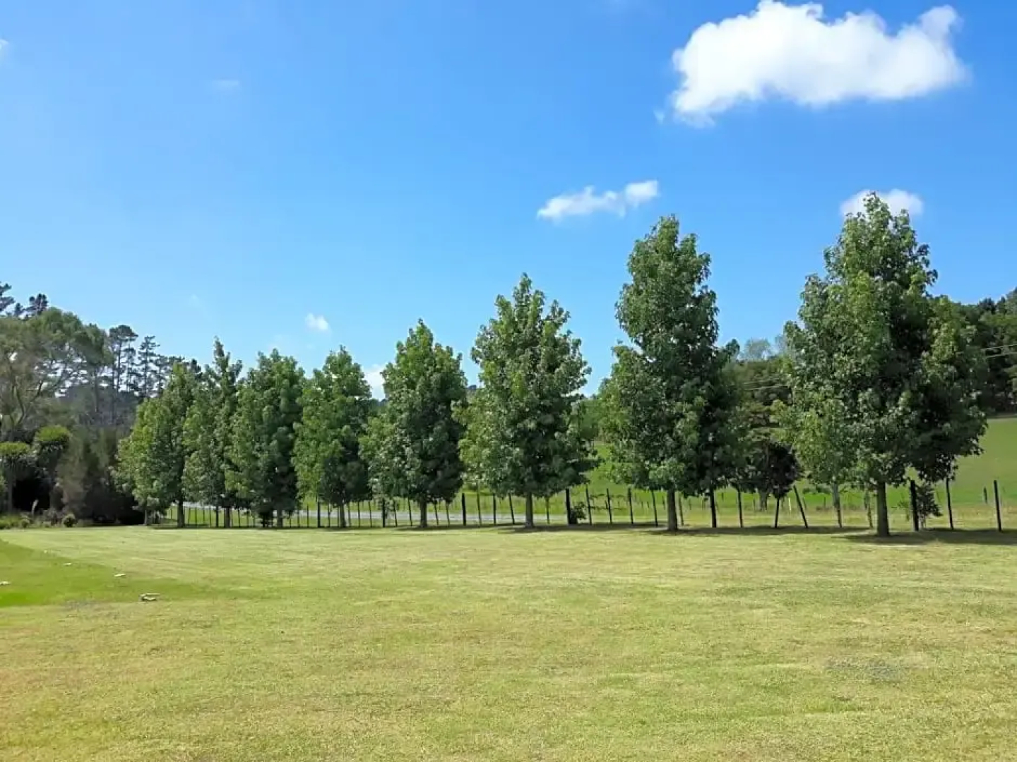 Rural Palms