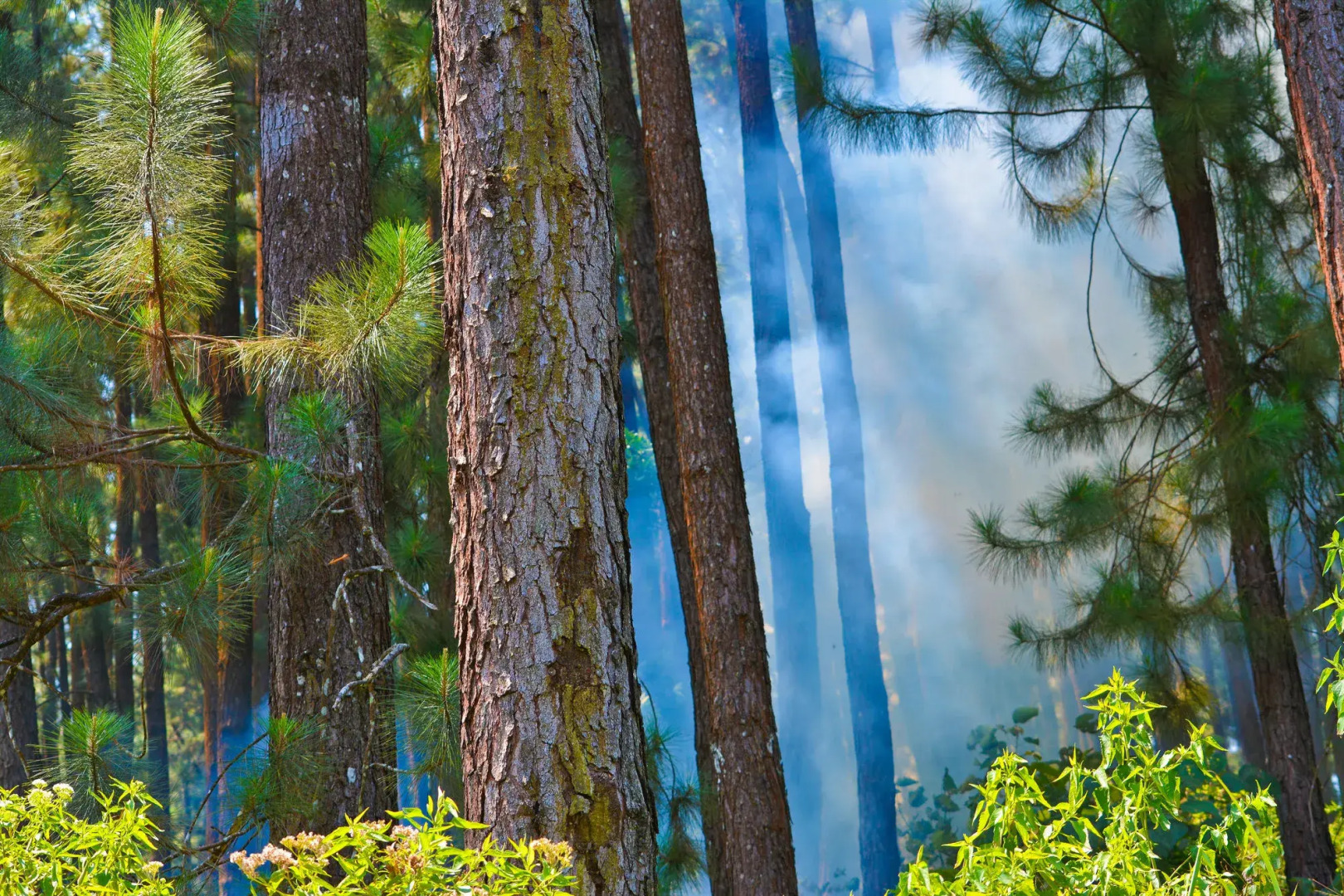 The Greendale Bungalow